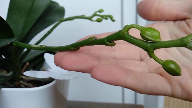 АКТАРА ТАК орхидеи СПАСАЕТ ОТ ТРИПС! БУТОНЫ орхидеи ВОСПРЯНУТ ВНОВЬ за раз! ВРЕДИТЕЛИ ДОЛОЙ орхидеи смотреть онлайн