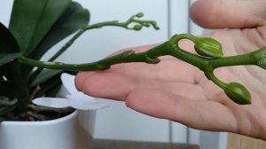 АКТАРА ТАК орхидеи СПАСАЕТ ОТ ТРИПС! БУТОНЫ орхидеи ВОСПРЯНУТ ВНОВЬ за раз! ВРЕДИТЕЛИ ДОЛОЙ орхидеи