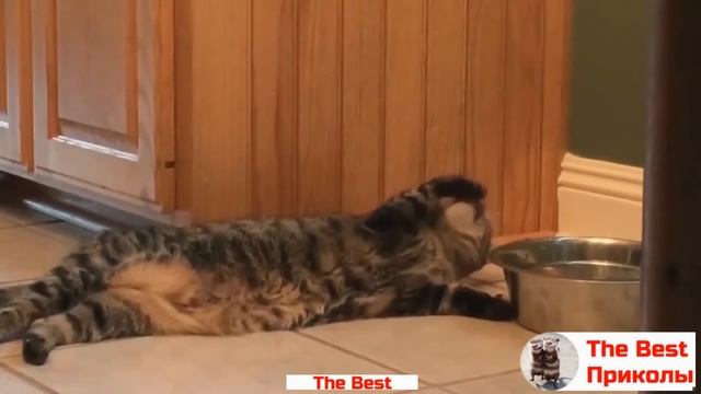 Приколы про кошек, приколы про котов [Сборка #7] - The Best Приколы смотреть онлайн