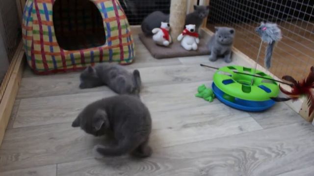 Британские котята играют. Питомник "From Hanna" Минск смотреть онлайн