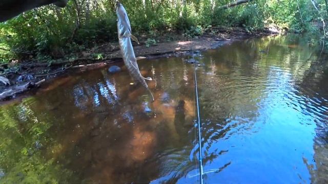 Река Лава. Попал на щучью раздачу. Рыбалка в Ленинградской области. смотреть онлайн