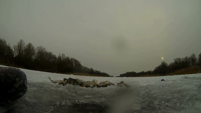Как добыть гуся в Подмосковье смотреть онлайн