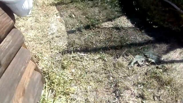 поделка из черепа быка. смотреть онлайн