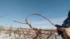 Обрезка персика. Основы формировки персика.