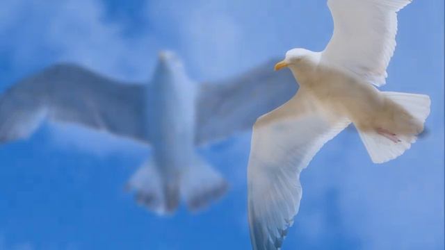 ♡ Full Audio-Book ♡ Jonathan Livingston Seagull By Richard Bach Timeless Spiritual Classic