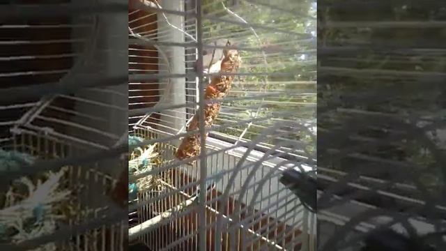 Жизнь домашних птиц смотреть онлайн