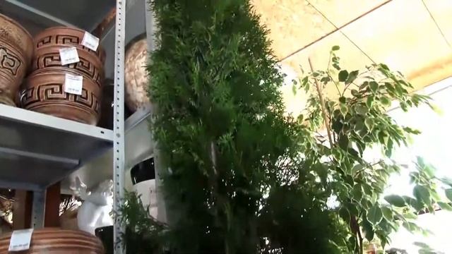 Хвойные растения на участке и дома смотреть онлайн