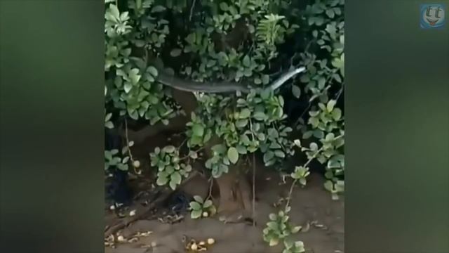 Мангусты "Троллят" Змей , Самый Ловкий и Бесстрашный Зверёк в Деле.... смотреть онлайн