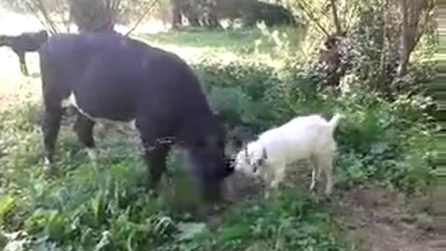 Бык vs козла смотреть онлайн