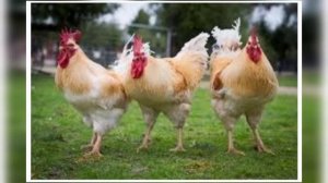 Куры породы Геркулес.