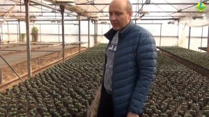 Подготовка рассады огурца в теплице на зимний - весенний сезон