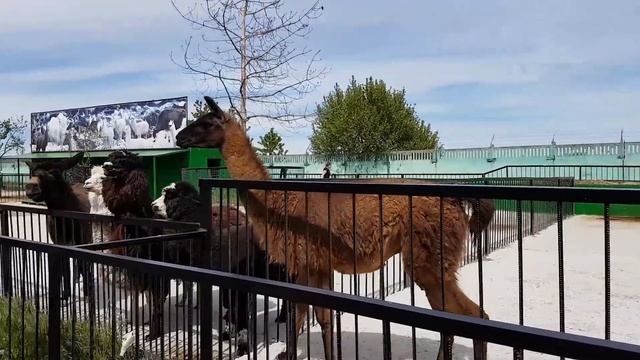 Парк львов Тайган выпуск львов катаемся на паровозике Lions Park Taigan