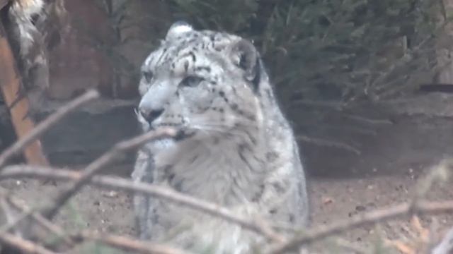 Снежный барс Ирбис. Хозяин горных вершин.Горный одиночка смотреть онлайн