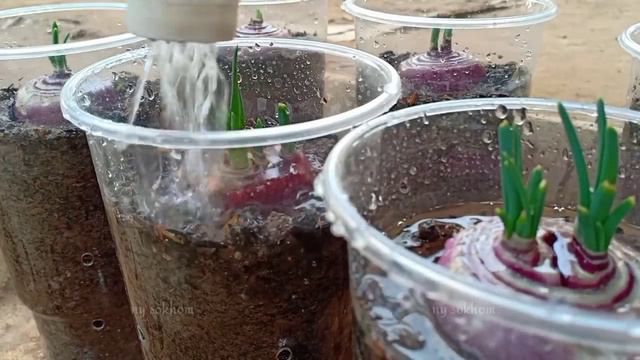 Growing Onions in Plastic Cups / How to grow Indian onions in plastic cups by NY SOKHOM смотреть онлайн