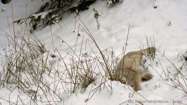 Lynx in winter / Рысь зимой смотреть онлайн