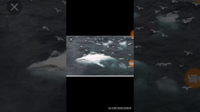 Моби дик & грабоид турнир монстров бой 12 смотреть онлайн