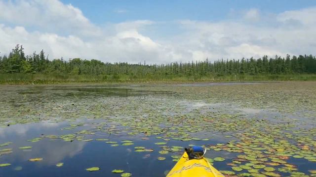 A Tour Of:E2 - Spruce Lake Bog смотреть онлайн