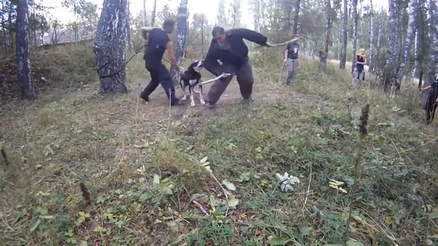 Guard Dogs Testing 14 смотреть онлайн