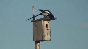 Скворцы прилетели   _ / Матвей Тихомиров /