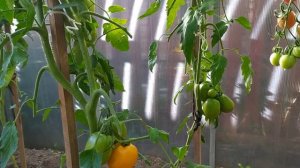 Томат Южный загар от Сибирского сада. Обзор.