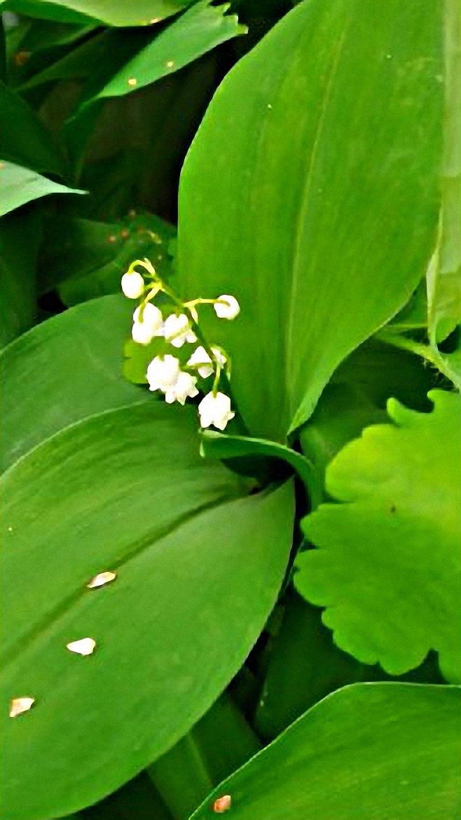 #Ландыши в огороде в апреле и в мае смотреть онлайн