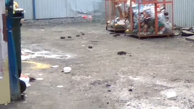 Крысы в городе смотреть онлайн