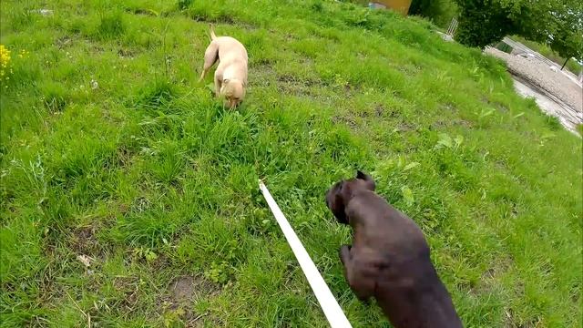 Знакомство питбулей Кими и Тайсона прошла неоднозначно ! Занятия с питбулями на удочку смотреть онлайн