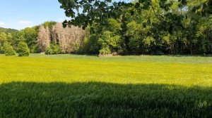 Дует ветер, на поле волны. Красивые места. Природа. 4K 3840x2160 (60fps) видео