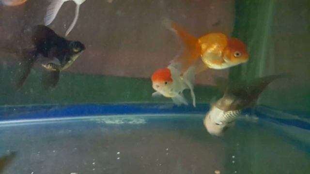 Goldfish Collection New Tank Set Up Update End of July 2016 смотреть онлайн