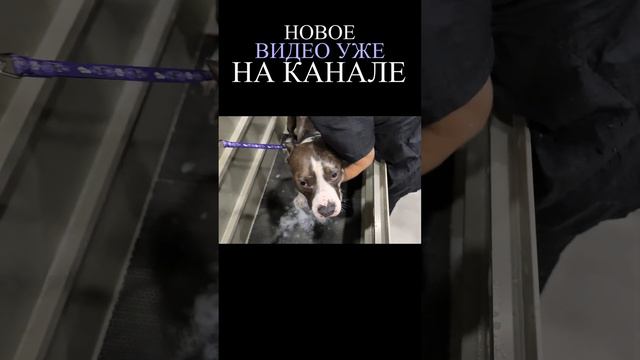 Амстафф Локи 3 года | Dog In Water | Стаффорд | Amstaff Loki смотреть онлайн