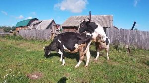 ОБГУЛ КОРОВЫ В ДЕРЕВНЕ!