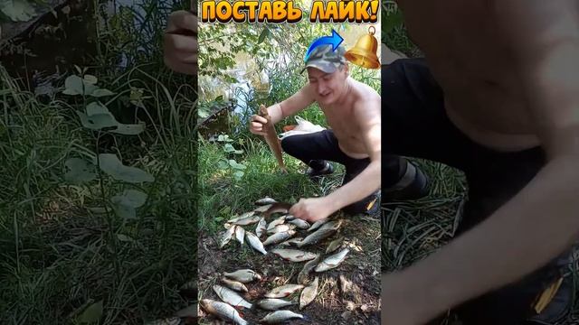 Мой Улов на Рыбалке р.Уводь?? смотреть онлайн