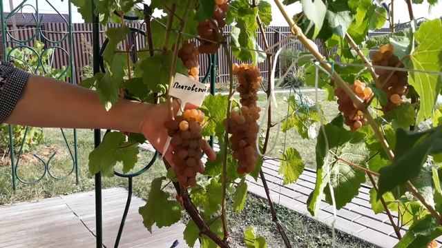 Платовский - виноград, описание сорта смотреть онлайн