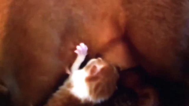 Собака кормит котенка смотреть онлайн