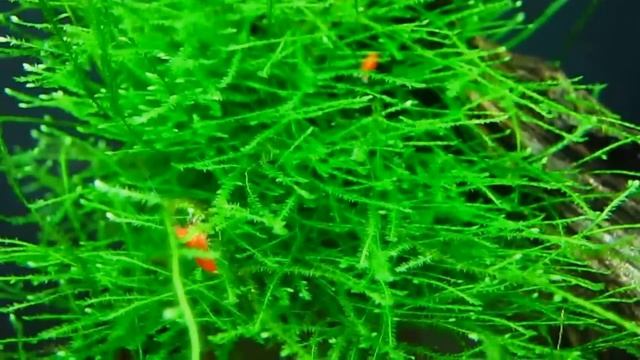 Red Cherry Shrimp In Java Moss Forest Aquarium смотреть онлайн