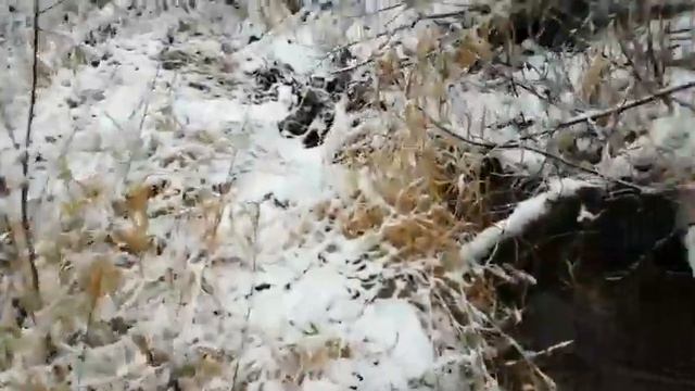 Сибирь, пошли за косачями а кабаны испортили всю охоту, жаль. 😵 смотреть онлайн