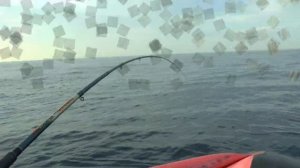 Рыбалка в Черном море. Пеламида. Троллинг. Севастополь