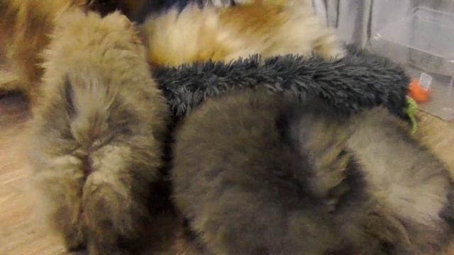 Щенкам шпица 77 дней – 11 недель. Почему не даем щенкам лакомство. Шпиц Оливия побеждена смотреть онлайн