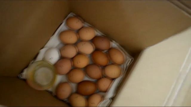 ИНКУБАТОР СВОИМИ РУКАМИ. Простой ИНКУБАТОР для ЯИЦ из КАРТОННОЙ КОРОБКИ смотреть онлайн