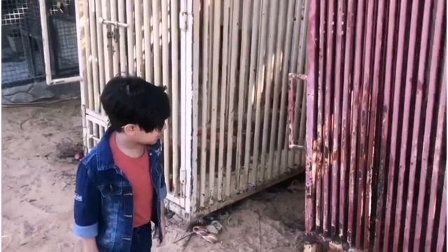 wildlife park in Umm Al Quwain | zoo in umm al quwain| best spot to visit in umm al Quwain смотреть онлайн
