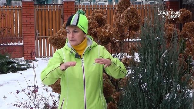 Подготовка хвойных растений к зимовке смотреть онлайн
