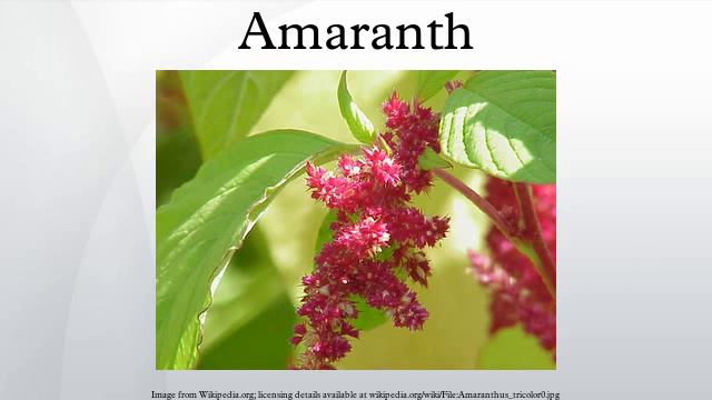 Amaranth смотреть онлайн
