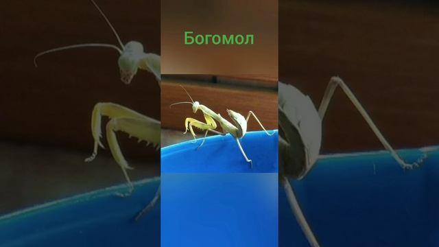 6 интересных насекомых. смотреть онлайн
