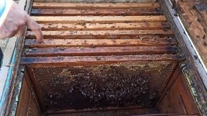 ПЧЁЛЫ ??, КАКОЙ СИЛЫ СЕМЬЯ ДОЛЖНА БЫТЬ, ЧТОБЫ ПРИНЕСТИ МАЙСКИЙ МЁД.