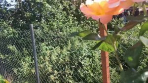 Расцвел первый штамб Розмари Харкнес