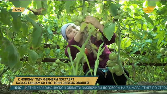 К Новому году фермеры ЮКО поставят 60 тысяч тонн свежих овощей смотреть онлайн