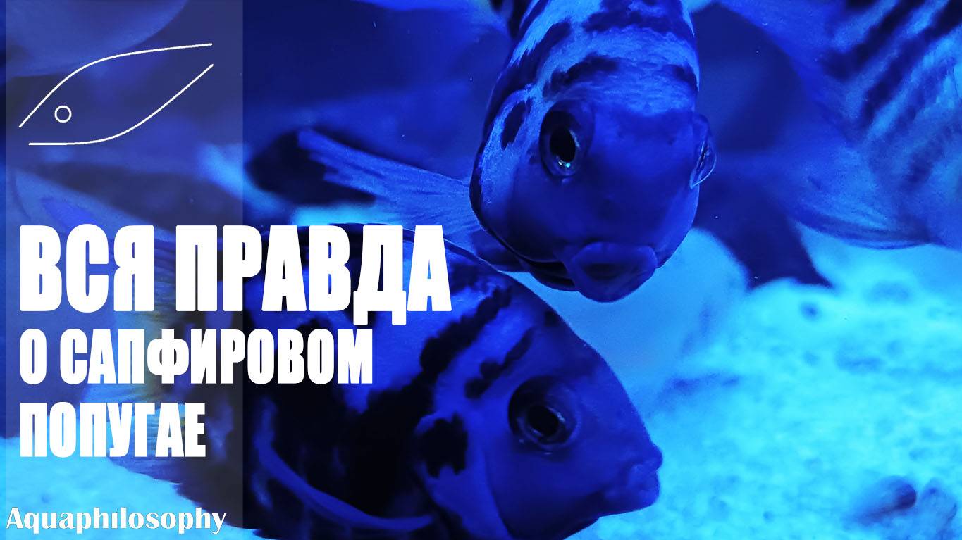 Сапфировый попугай. Polar Blue Parrot Fish смотреть онлайн