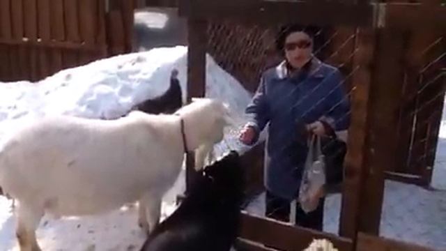 И пенсионеры приходят в минизоопарк Адреналин смотреть онлайн