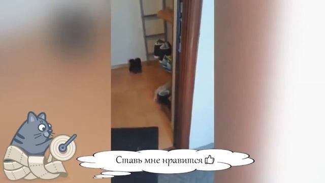 Милые коты и смешные животные супер приколы кошки и собаки видео с кошками 2014 смотреть онлайн