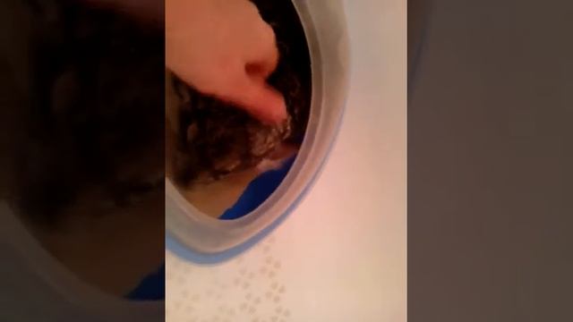 Как шиншилла купаться в песке смотреть онлайн